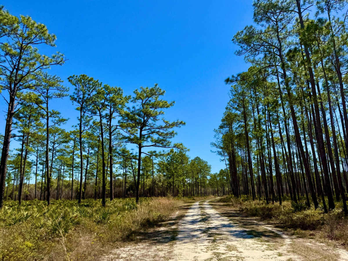 High Hill Creek - FS 319 photo 6