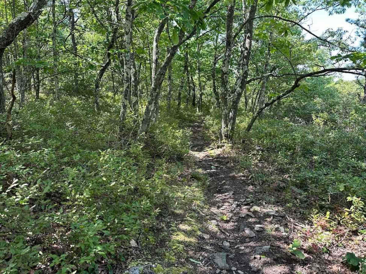 Red Single Track - B photo 5