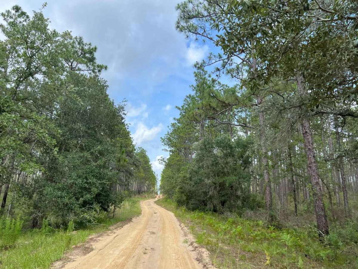 Citrus Wildlife Management | Trail 20 photo 3