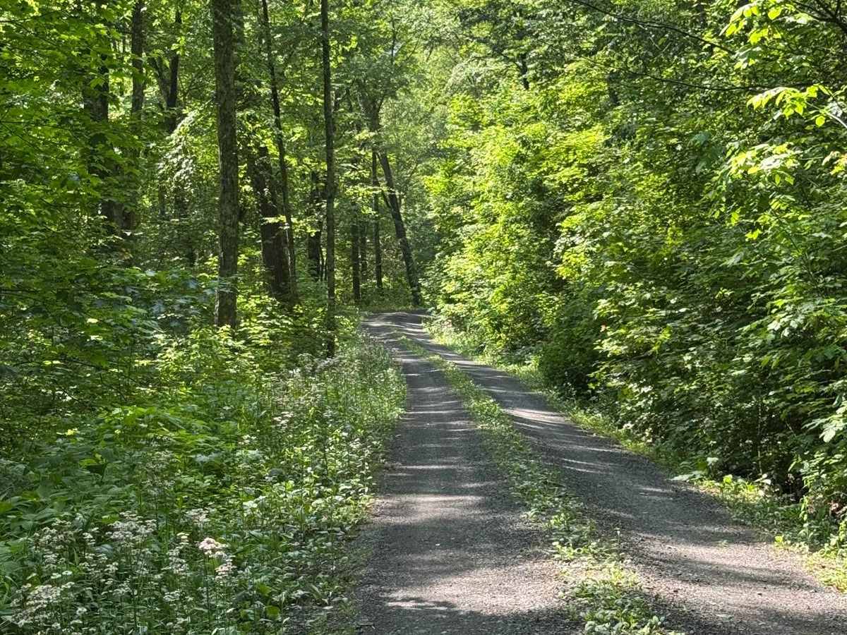 Seven Mile Road photo 6