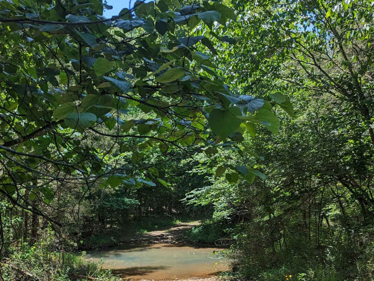 Chickalah Mountain East Trail photo 5