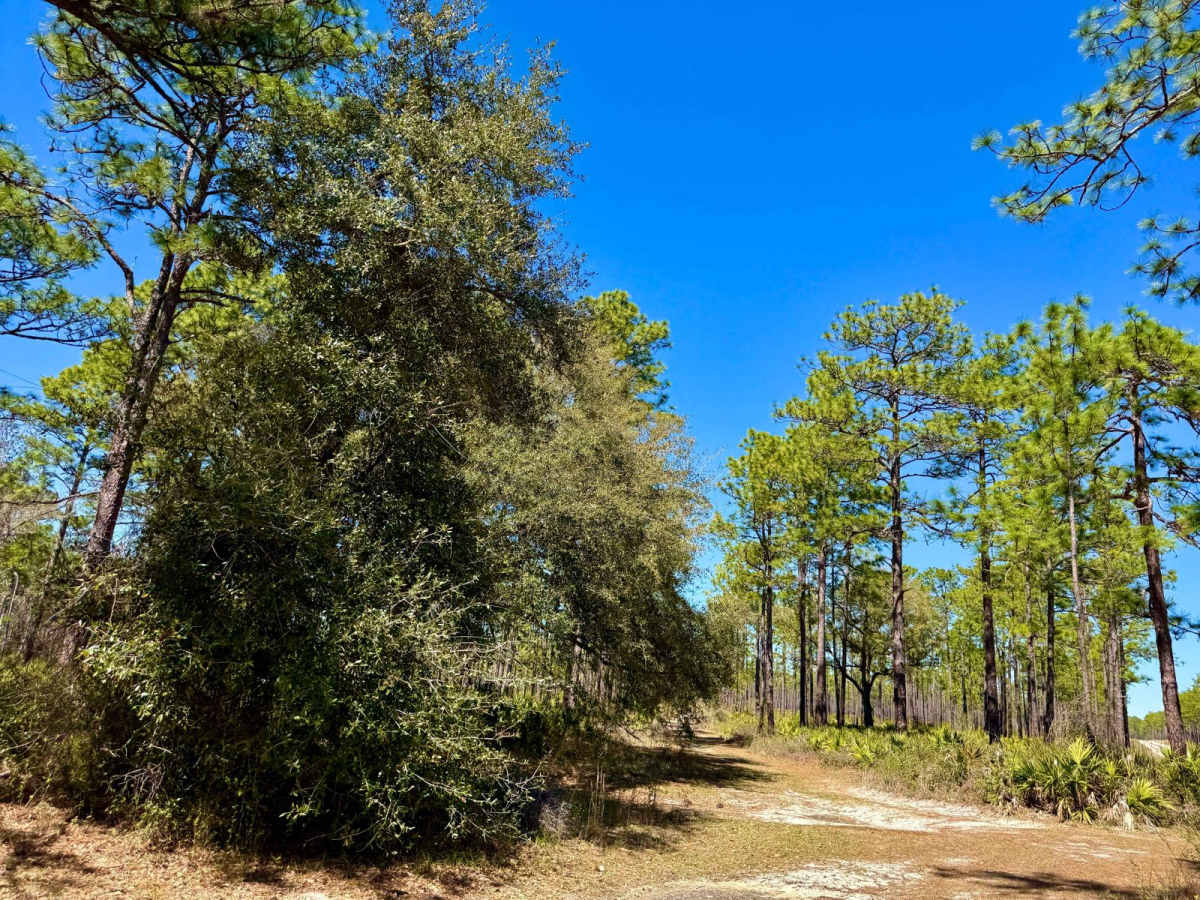 FS 385-C trail photo