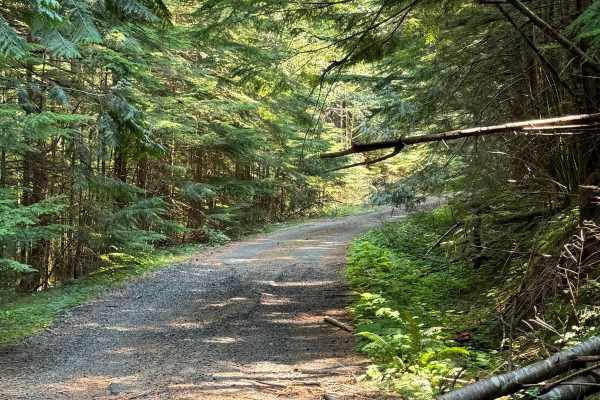 Forest Road  5300000