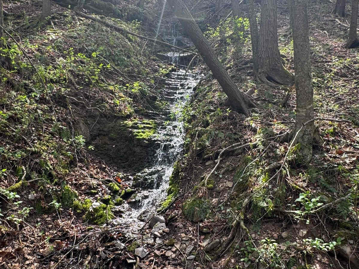 Little Boyer Road photo 4