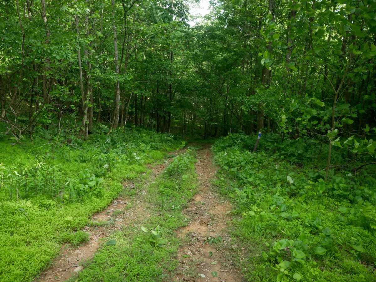 RV29 trail photo