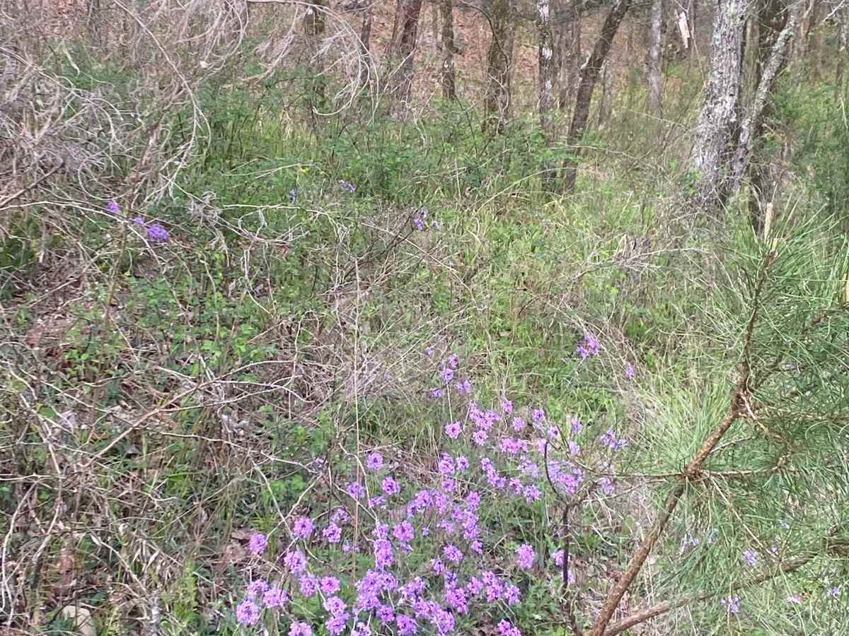 Buffalo Creek FR 28800 photo 6