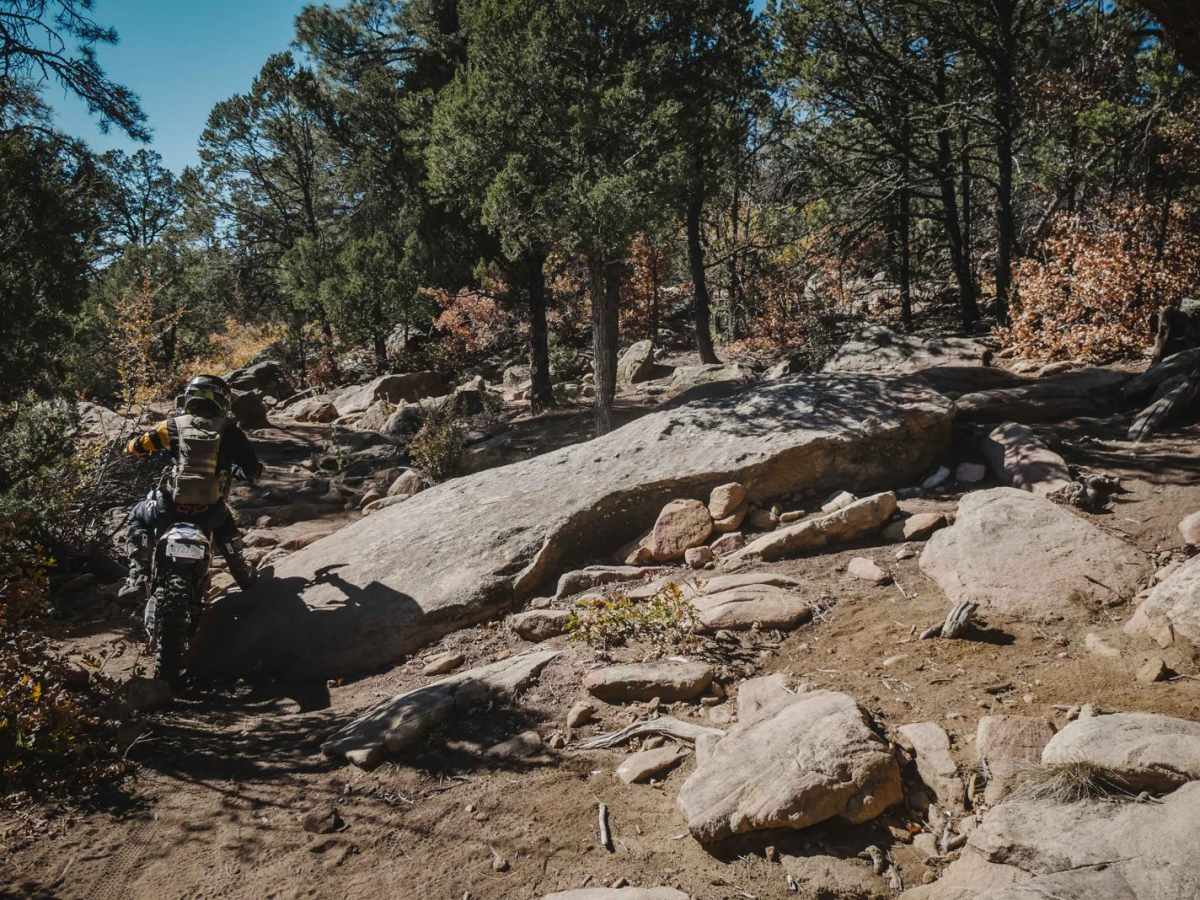 Cajun Pine trail photo