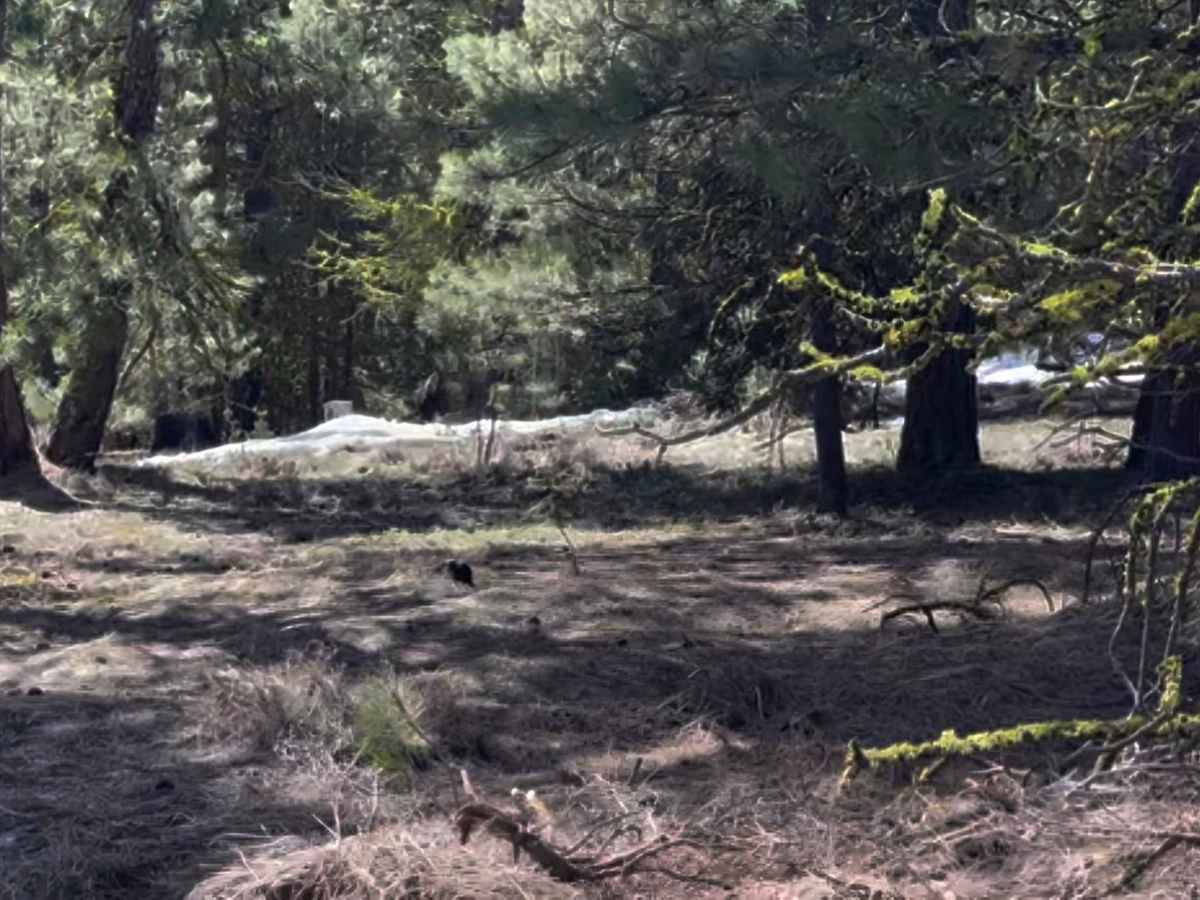 Tekison Creek Road photo 4