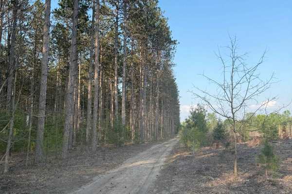 Ridge Runner Trail