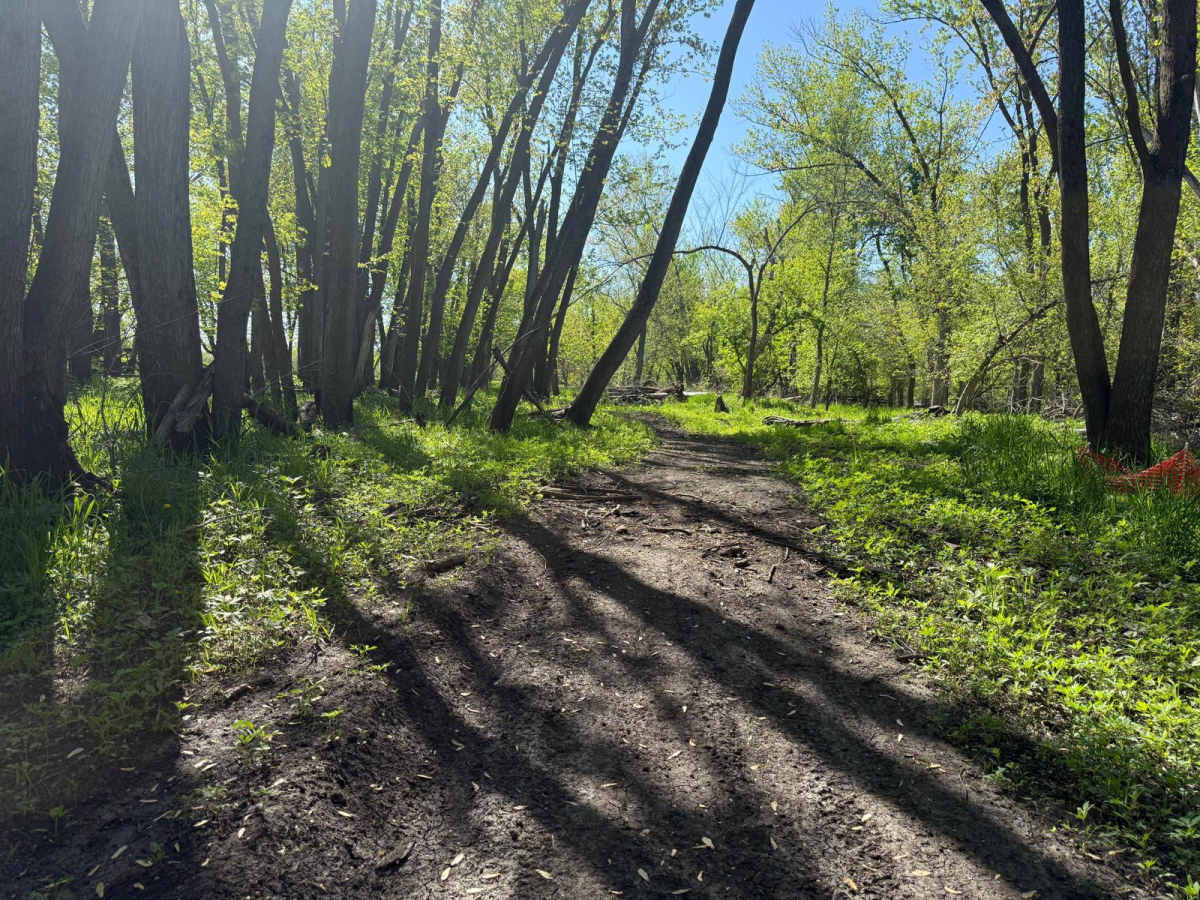 Woods Track A photo 5