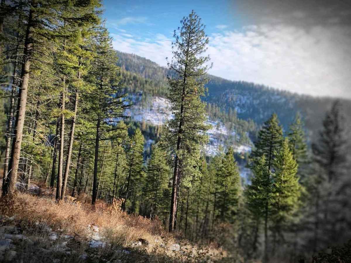 Sherlock Peak Byway photo 3