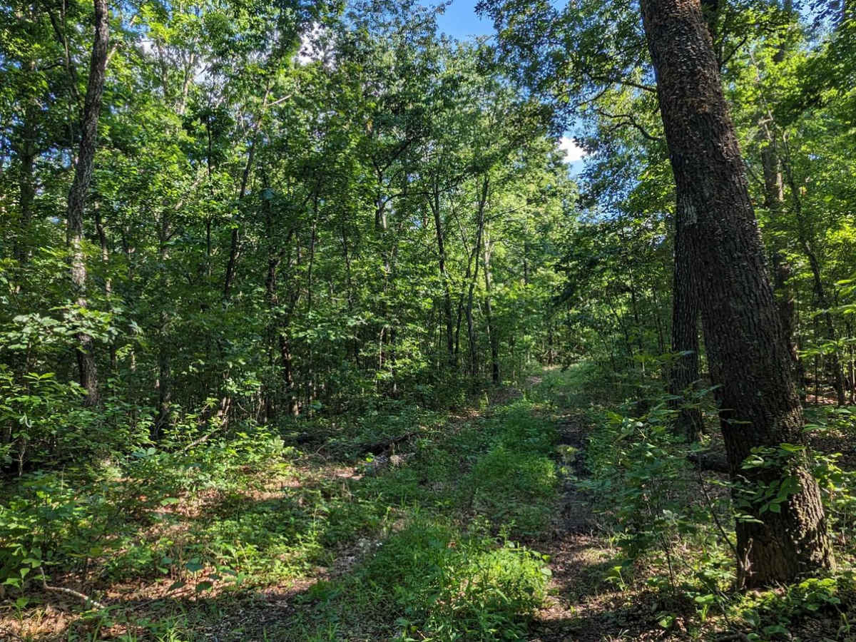 Little Brushy Ridge photo 5