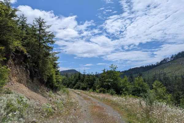 Hecht Bear Ridge Lookout Trail