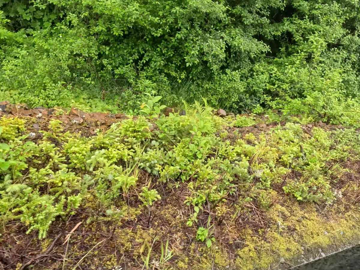 Sumner Pass 6282 photo 3