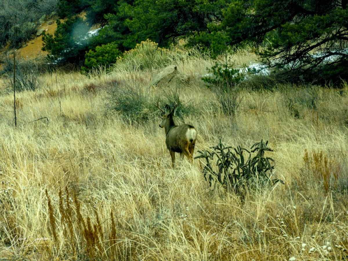 BLM 6051 photo 4