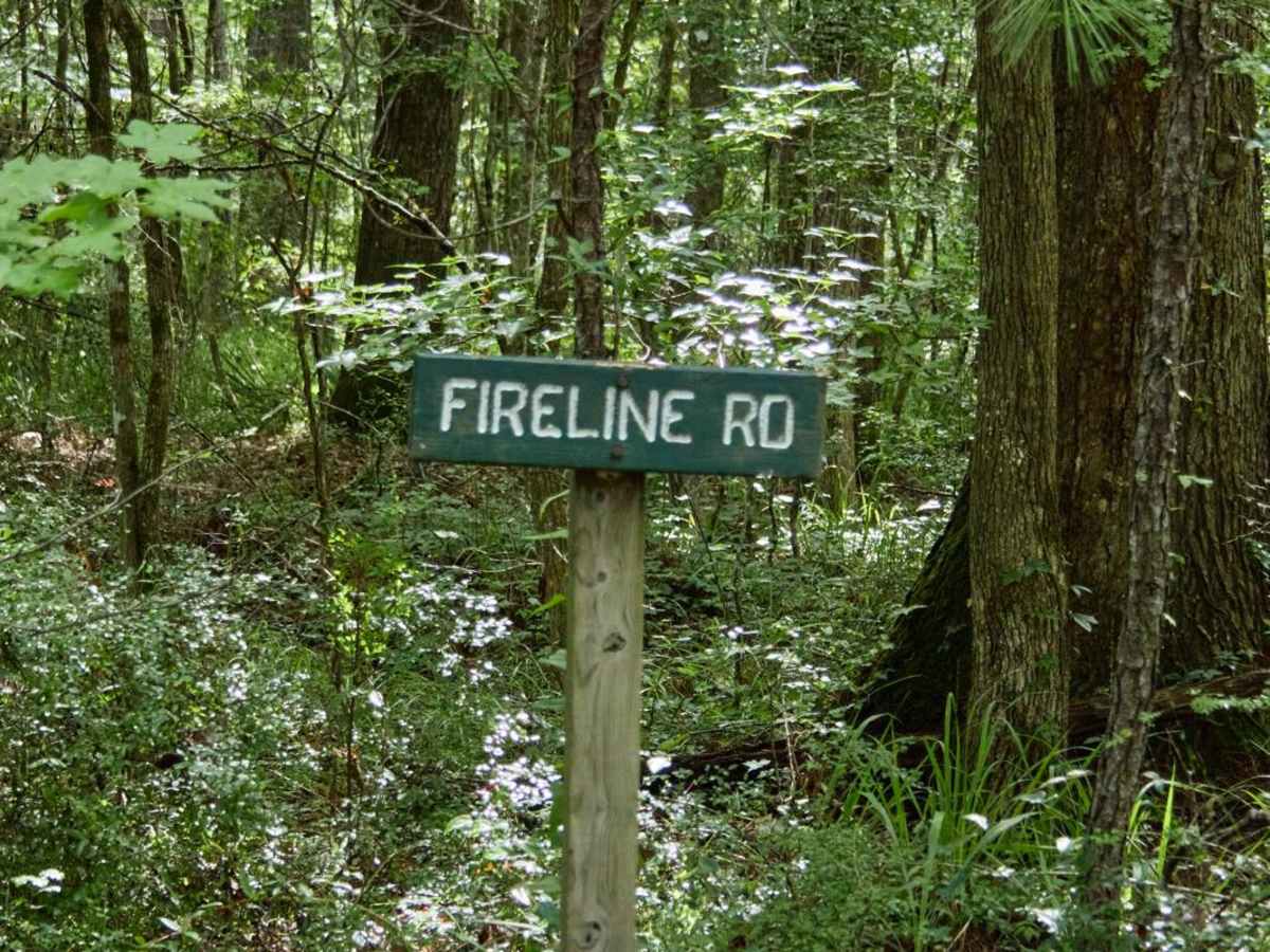 Fireline Road trail photo