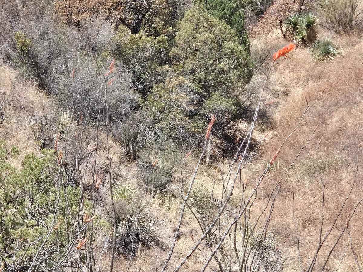 Hog Canyon Side Trail photo 3