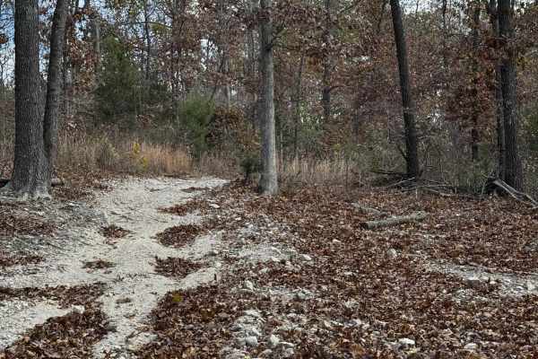 Maple Trail