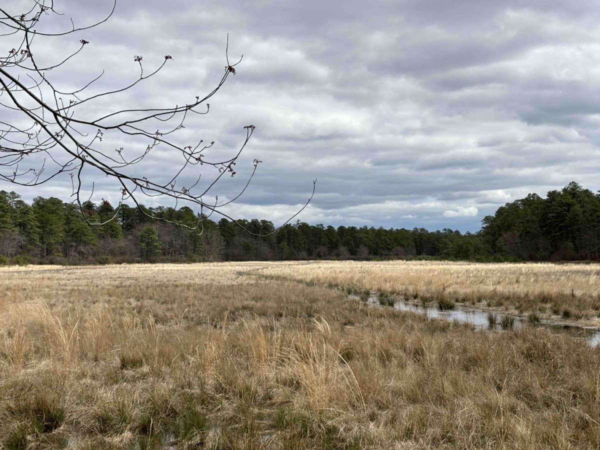 Bryant to Hays Road trail photo