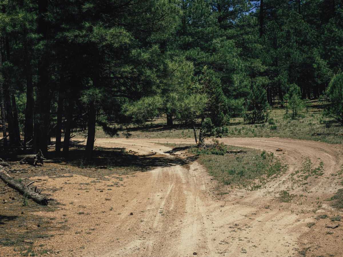 Pondo Ripper photo 5