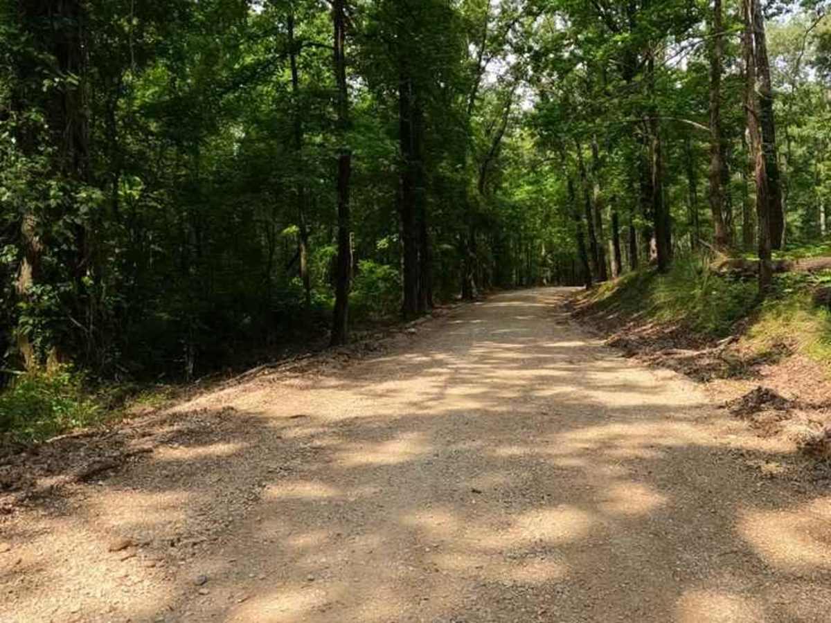 Rainey Brake WMA Road photo 3