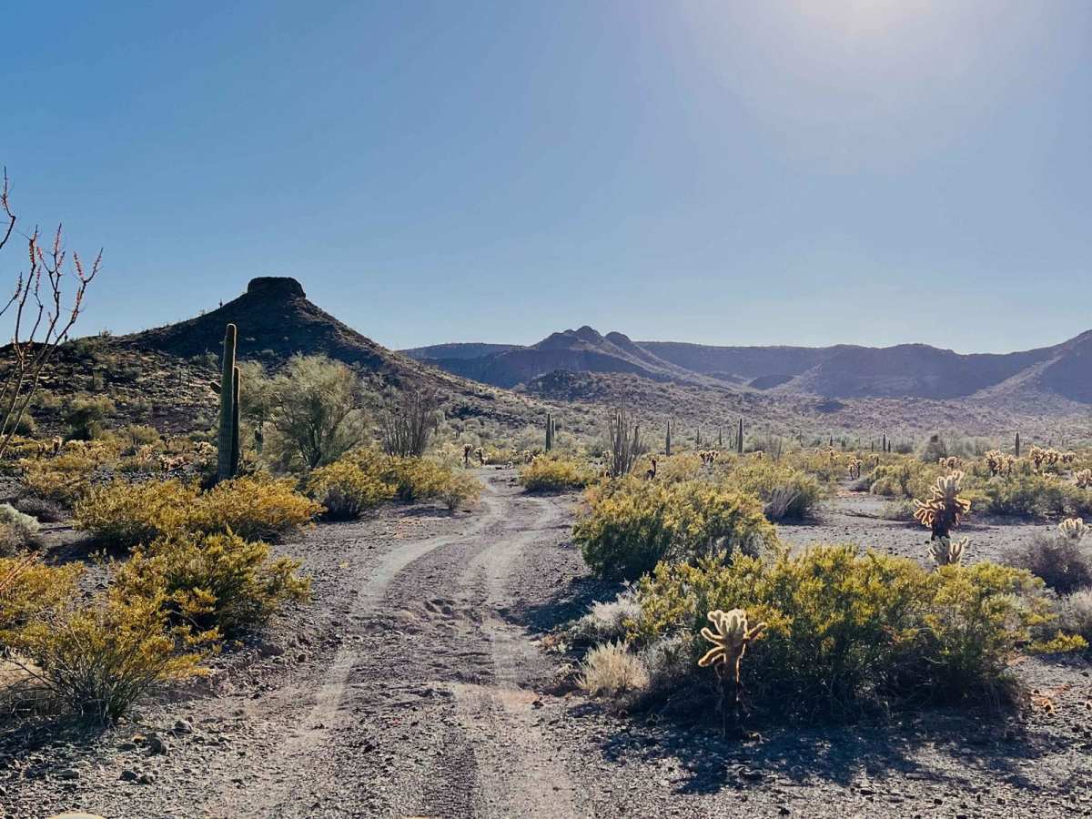 Sunset Cholla Loop photo 6