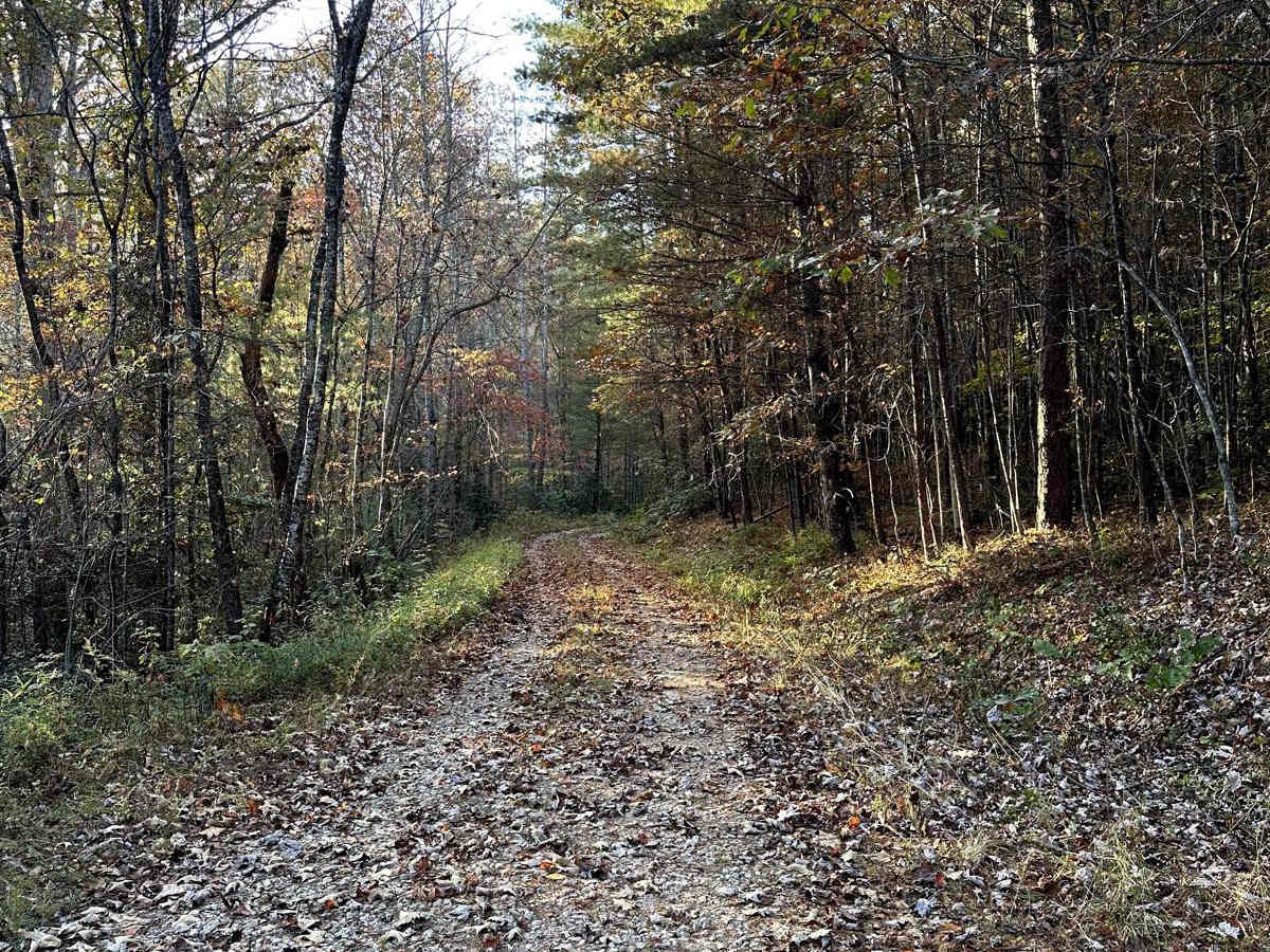 Lick Log Creek photo 2