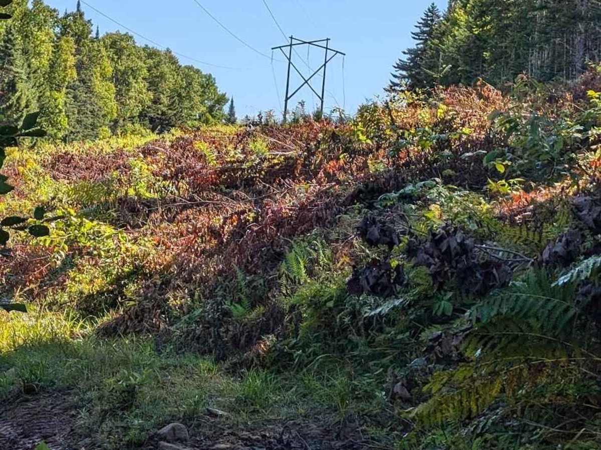 Old Springhill Loop trail photo