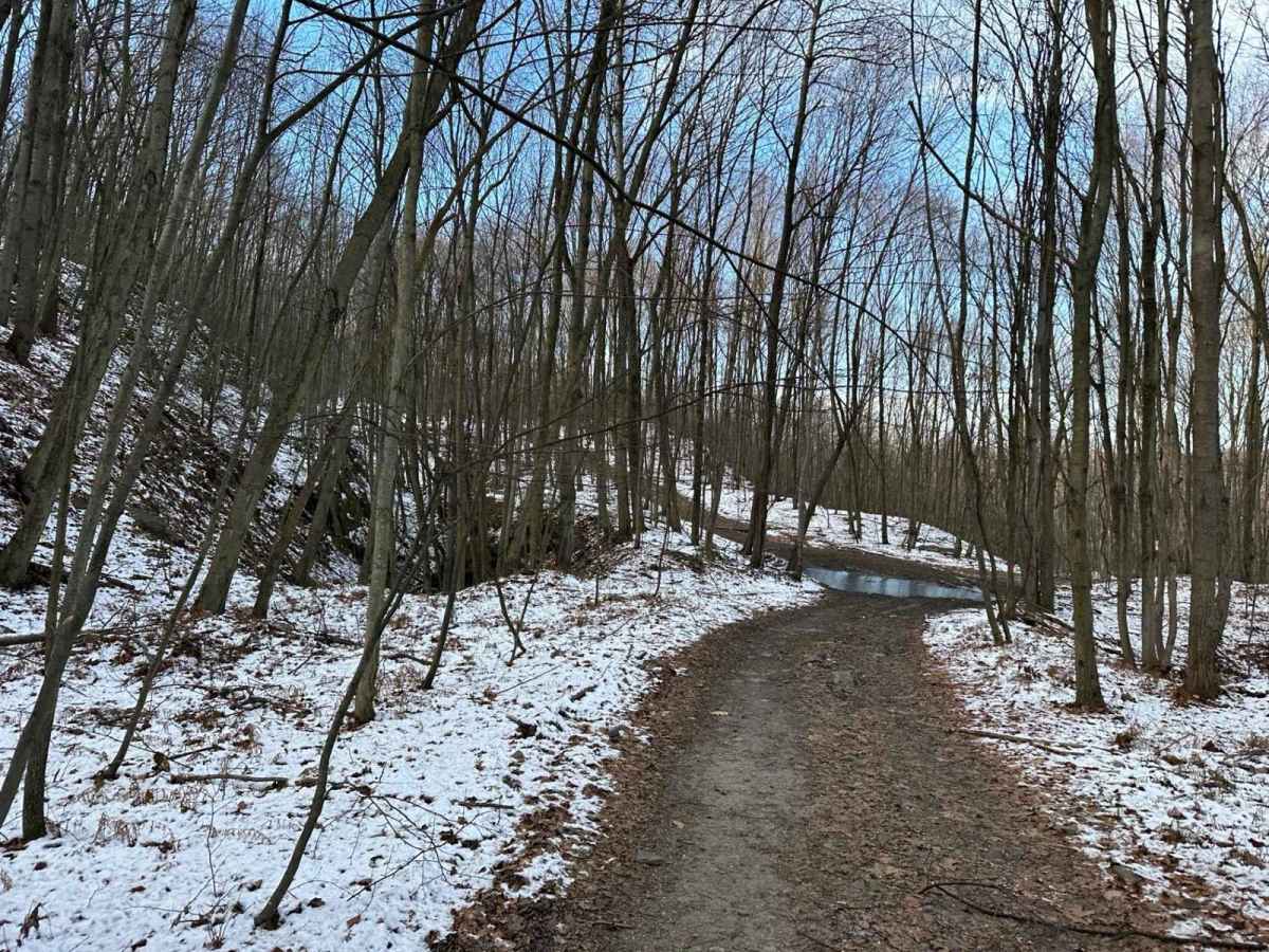 Locust Gap 31 photo 6
