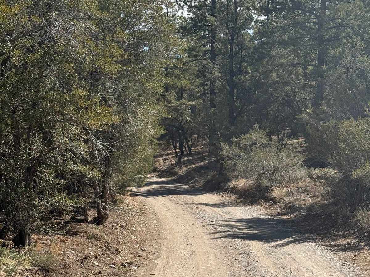Champion Road trail photo