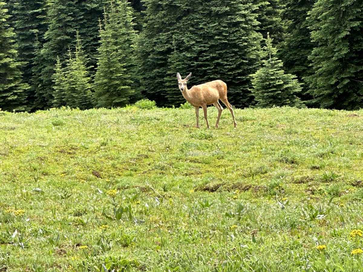 Quartz Creek Road trail photo