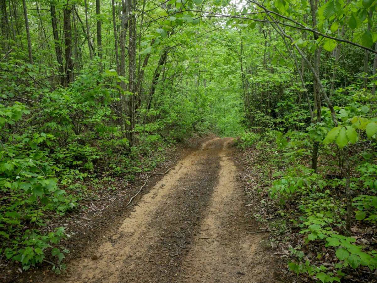 OP 34 trail photo