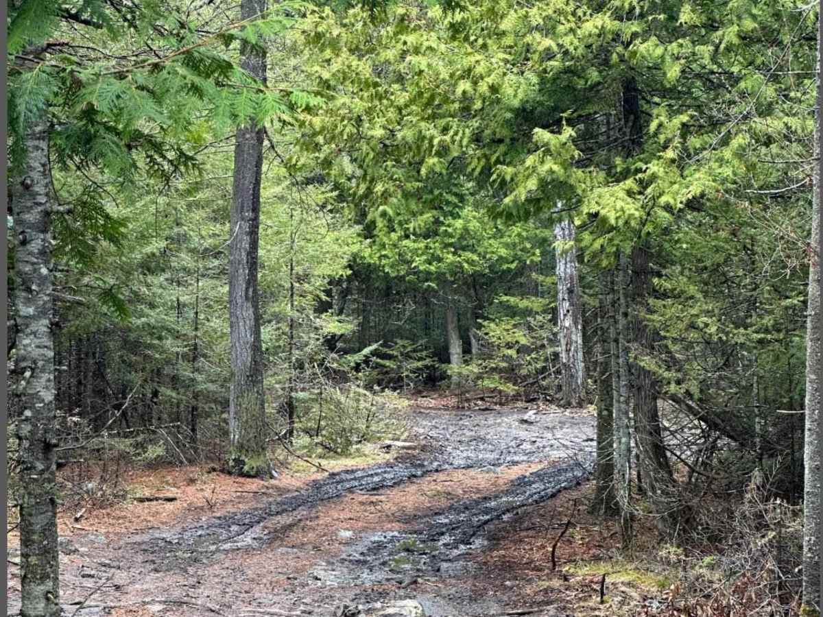 Mud Alley photo 2