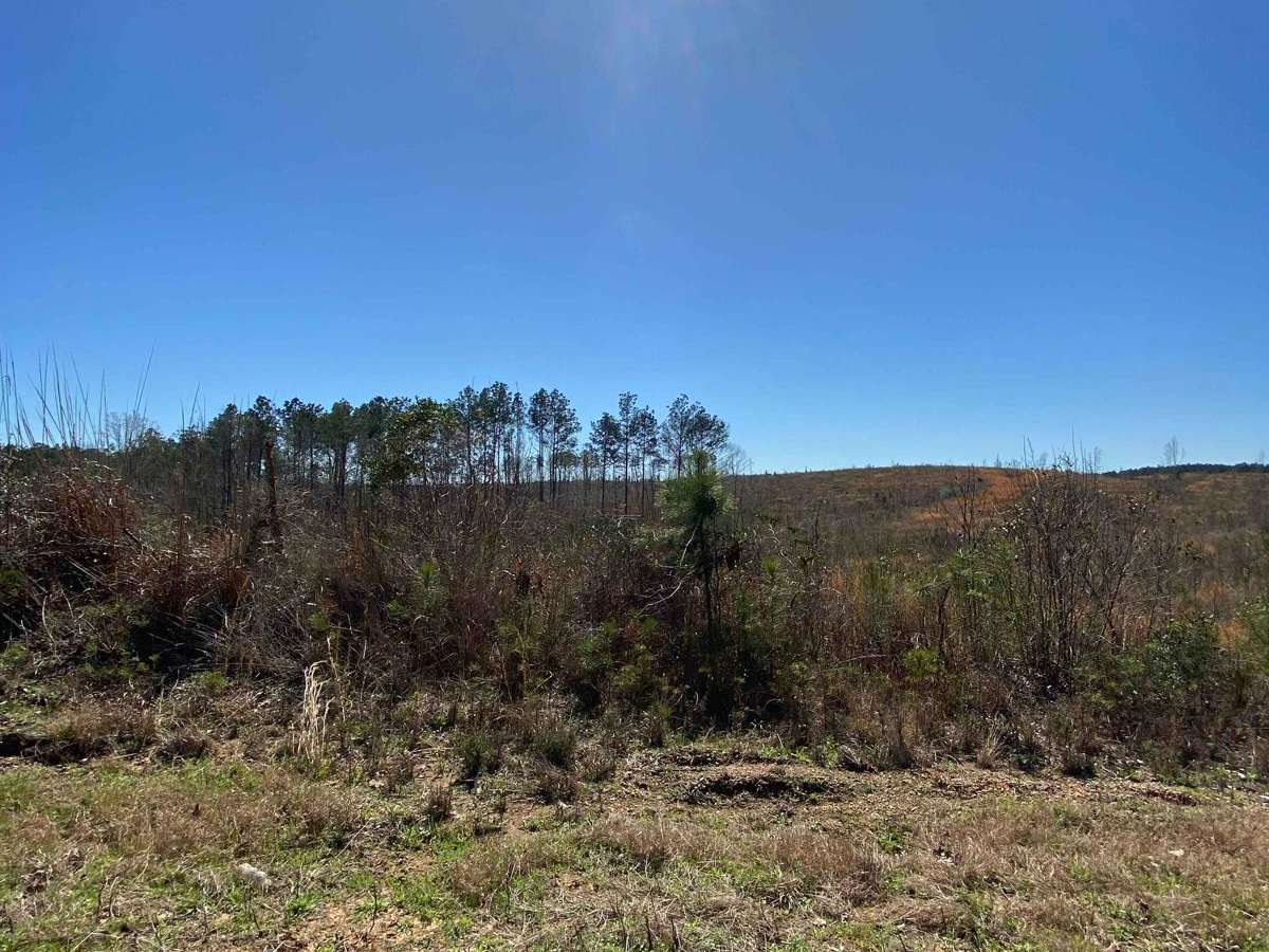 Jackson Parish Line Trail photo 3