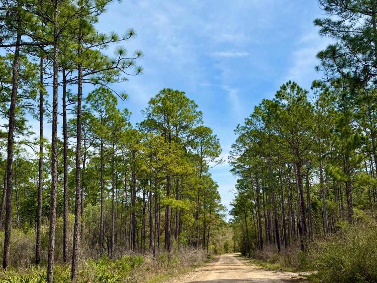Whitehead Lake Road 186-C photo 4