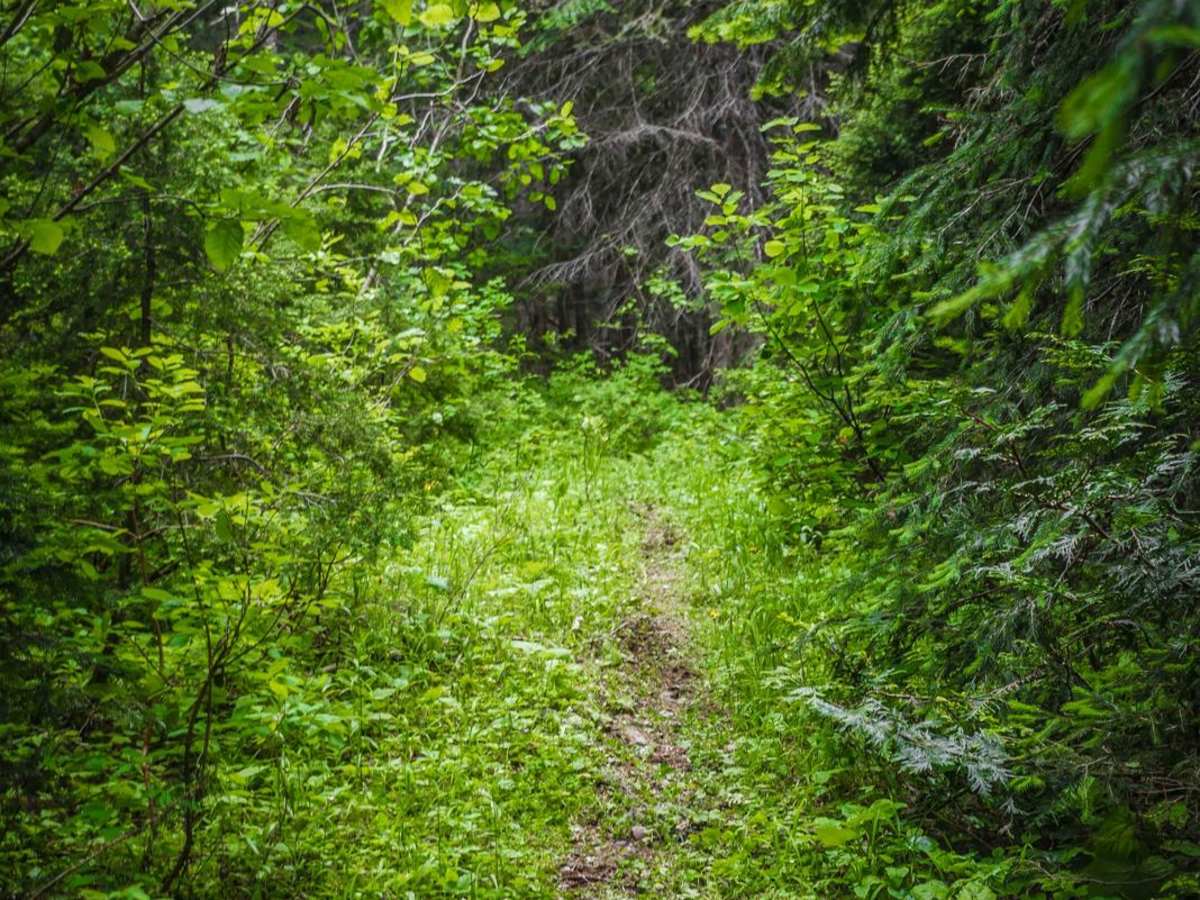 Chipmunk Creek photo 4