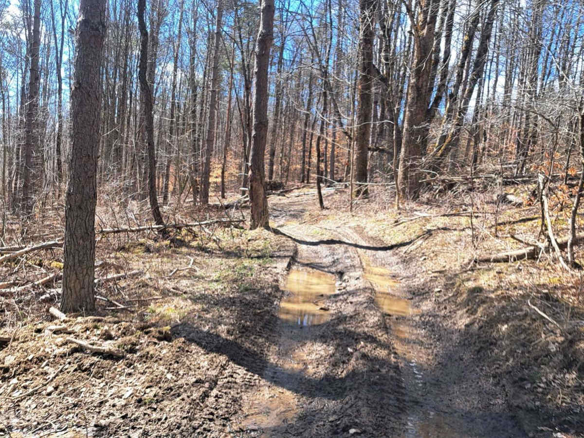 Red Wood photo 4