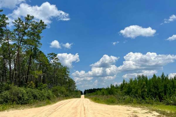 Ocala National Forest | Trail 33
