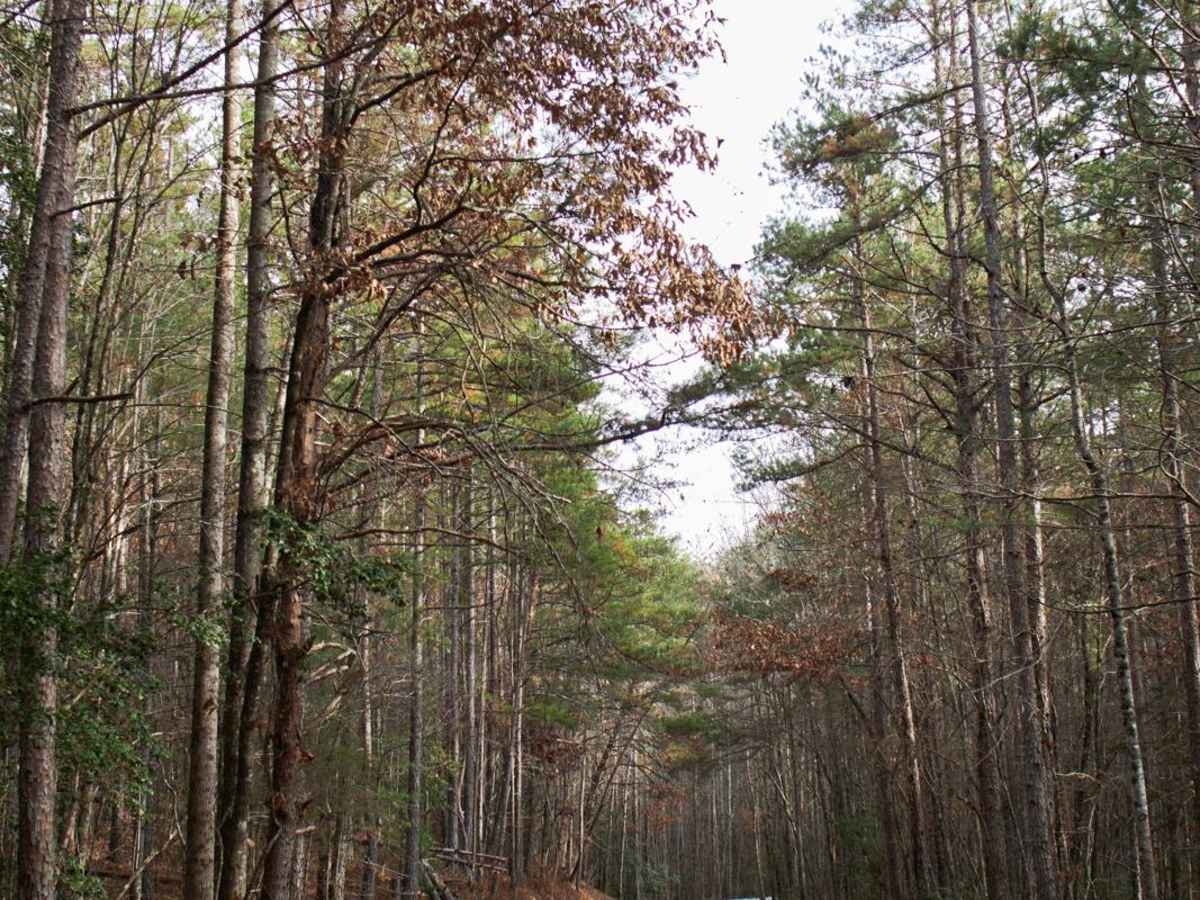 Fall Creek - FSR 722 photo 2