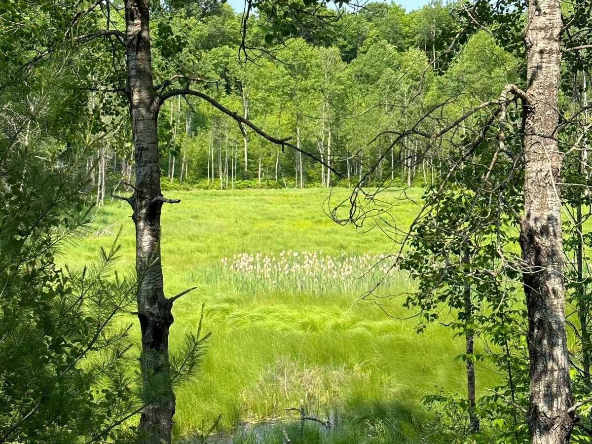 Trail 48466 photo 4