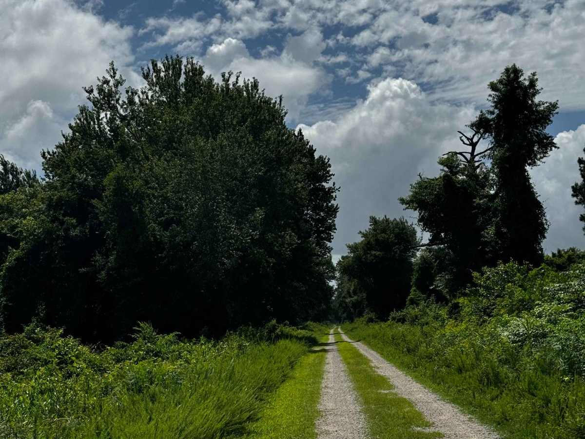 Western Road Pocosin National Wildlife Refuge photo 6