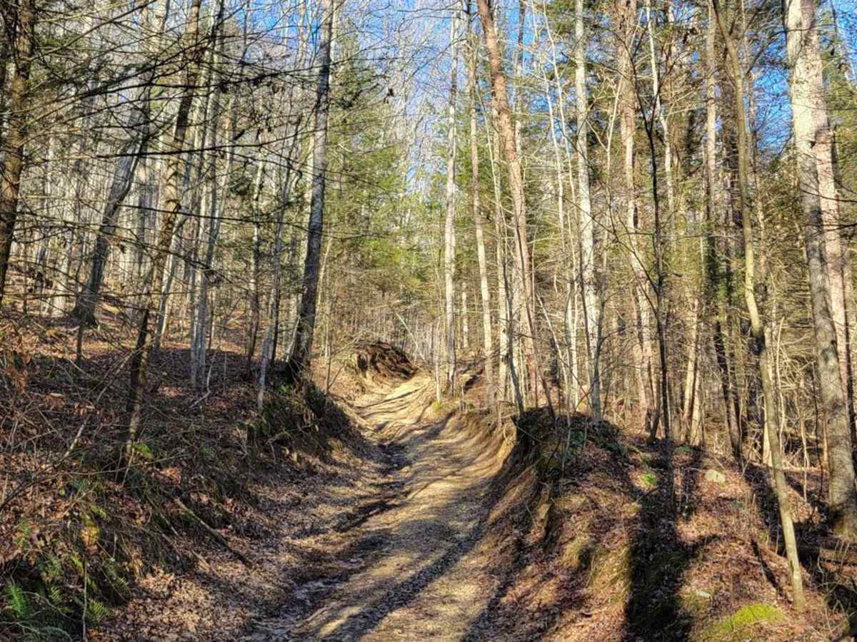 Daughtry to Sheltowee Trace trail photo