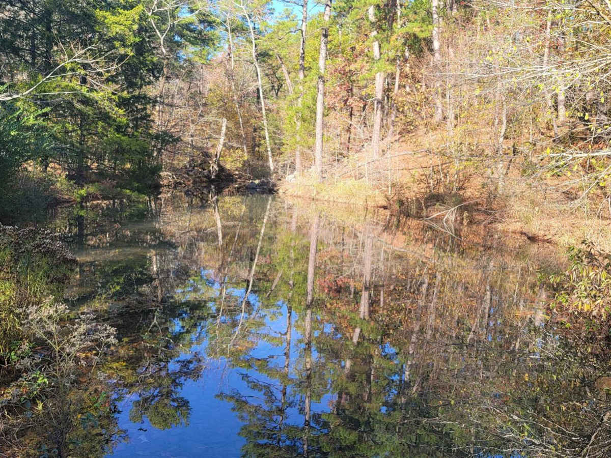 Buffalo Leaves the Forest photo 6