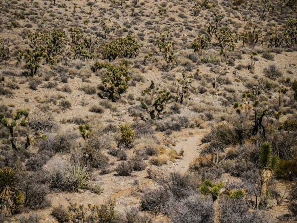 Carpenter Canyon Trail photo 5