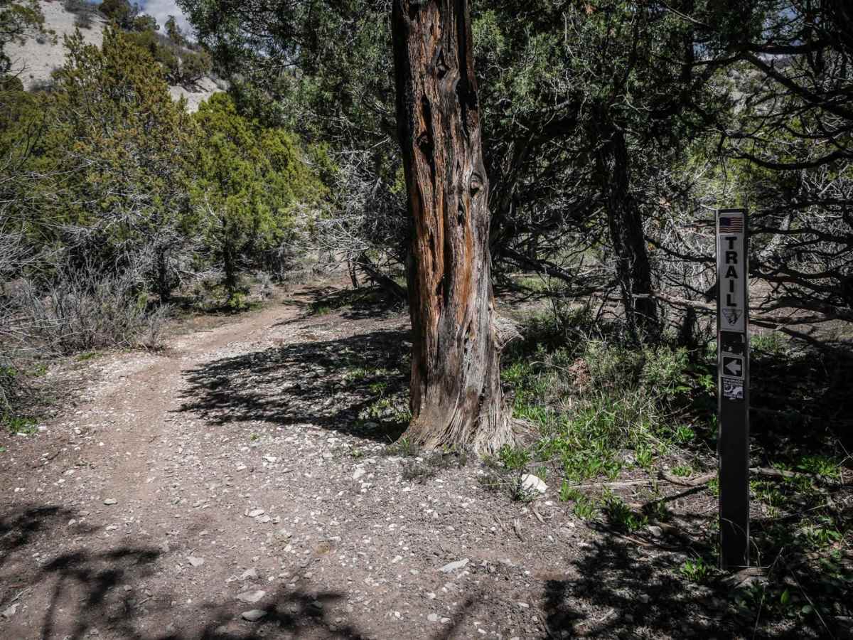 8503 trail photo
