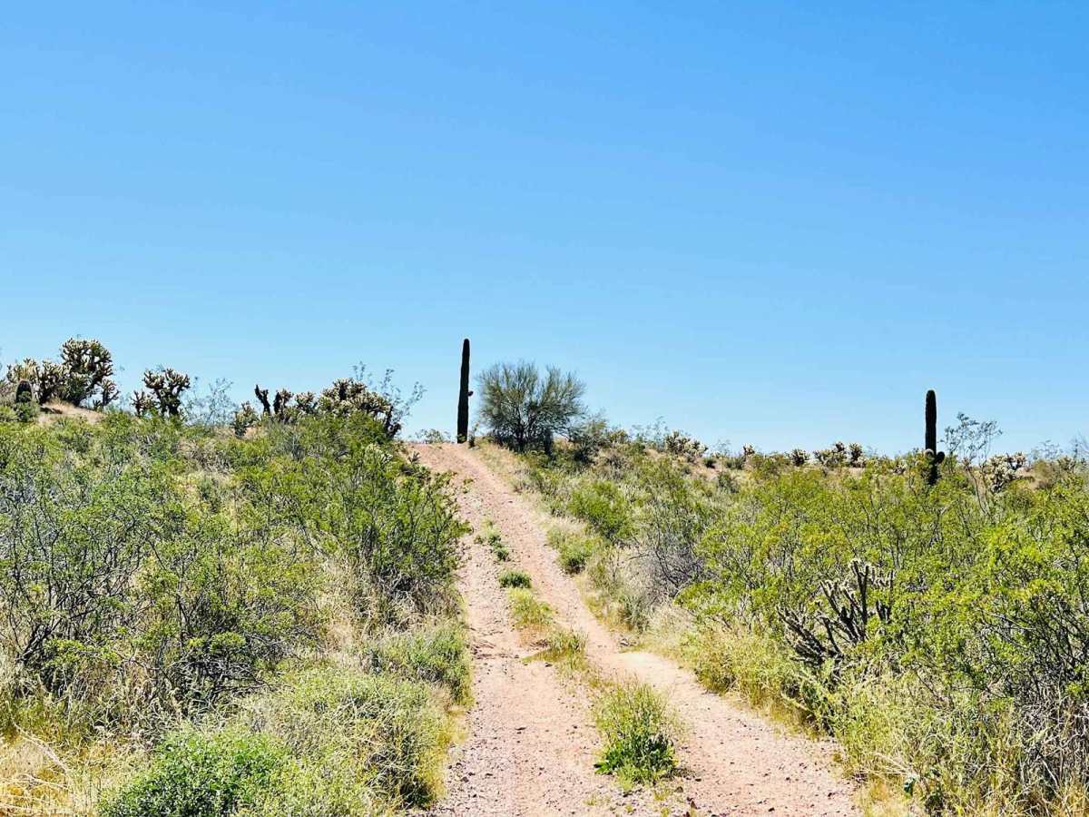 BLM 9065 photo 5