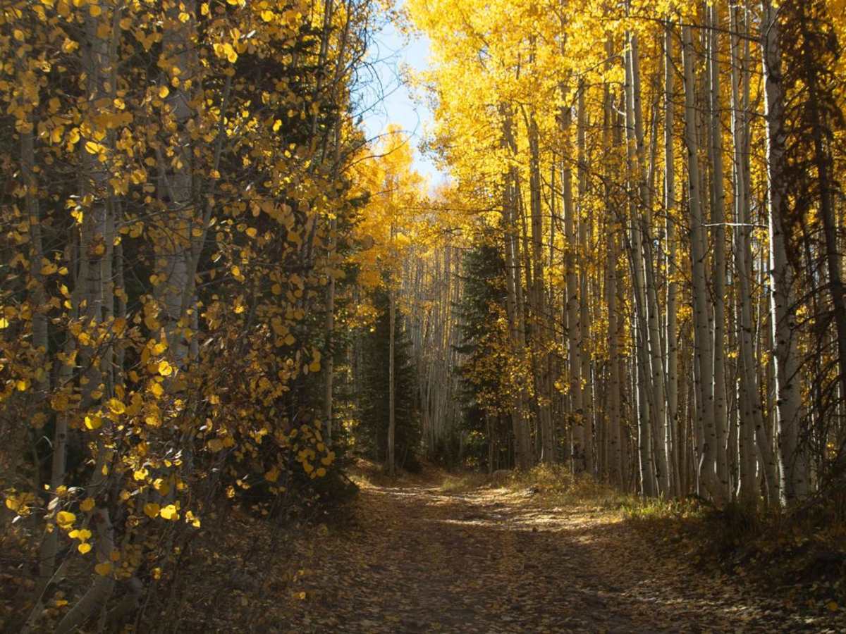 Lambert Hollow trail photo
