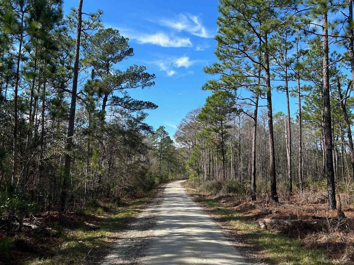 Hampton Road - FSR170 trail photo