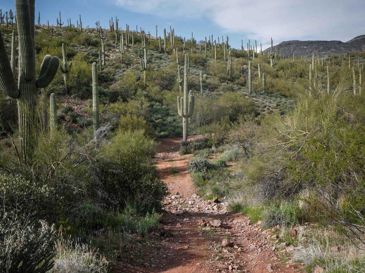 Shoemaker Connector trail photo