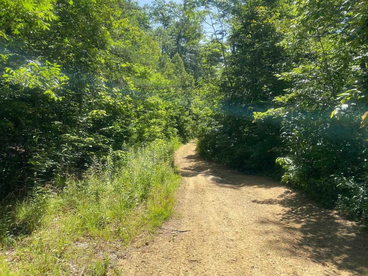 Trail 1 photo 5
